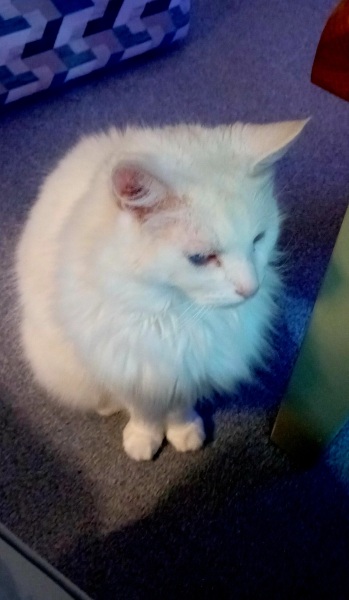 If you could have one actual conversation with your cat what would it be?