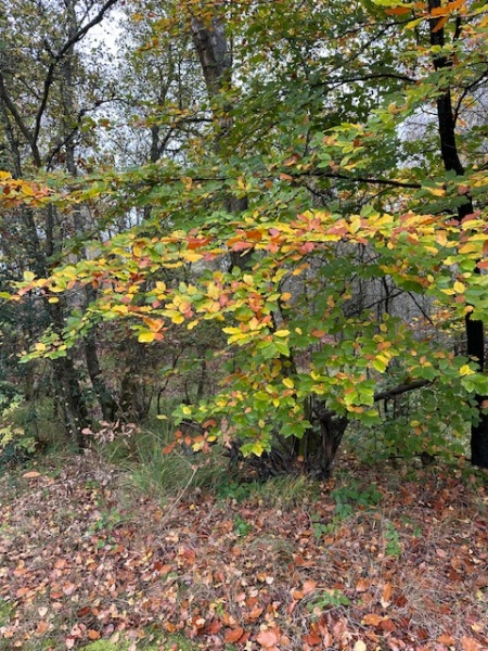 The Nigel Slater Christmas Chronicles Readalong 2024