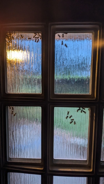 Help - 50 wasps just flew into my house