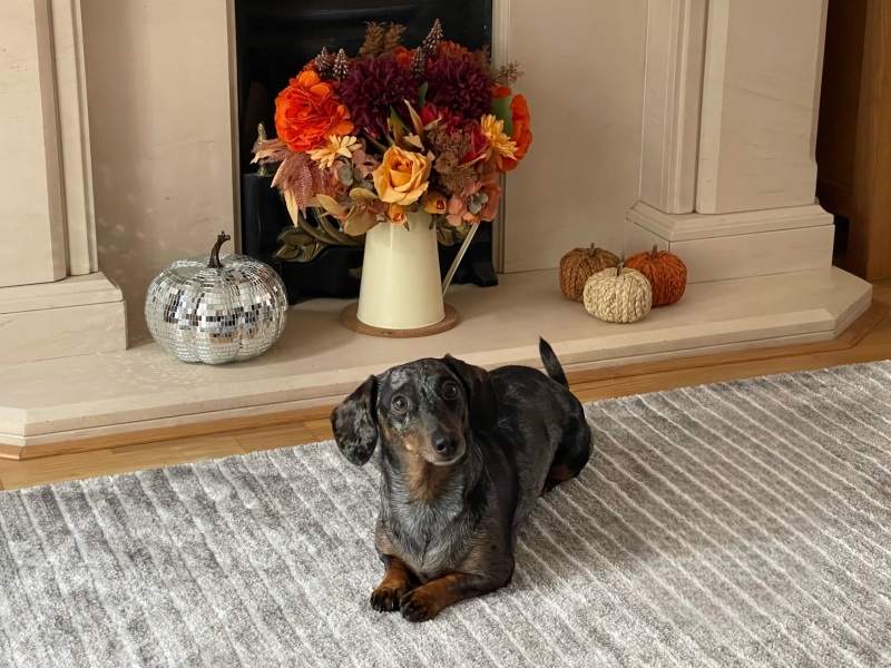 October’s dog of the month: Share your autumn dog photos & win £100 prize bundle!
