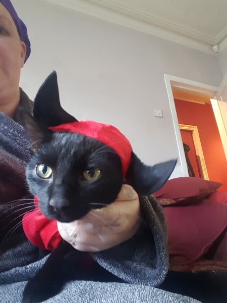 Flounders or Flouncers? The Excellent Cats continue their important debate