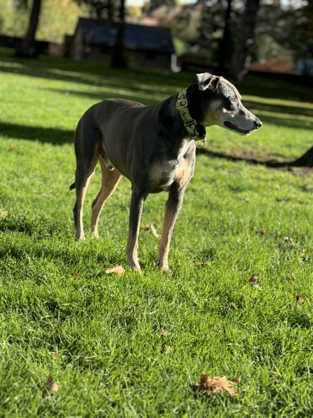 October’s dog of the month: Share your autumn dog photos & win £100 prize bundle!
