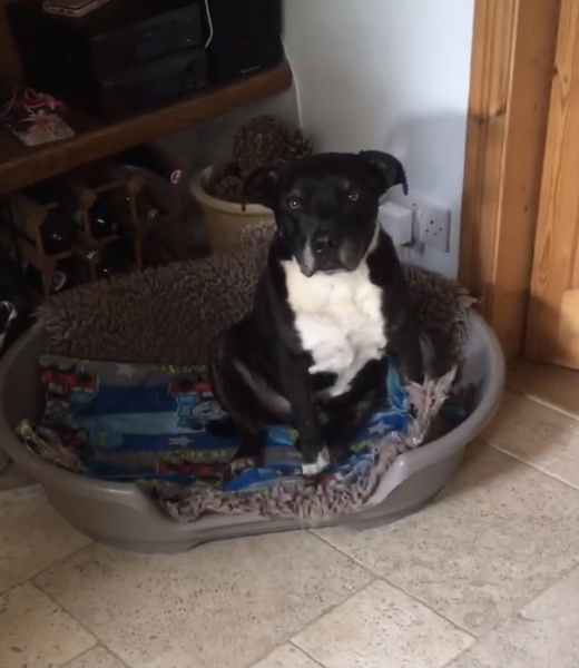 Dog v bitch, does it make a difference?