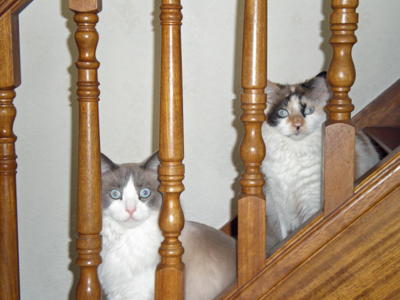 Flounders or Flouncers? The Excellent Cats continue their important debate