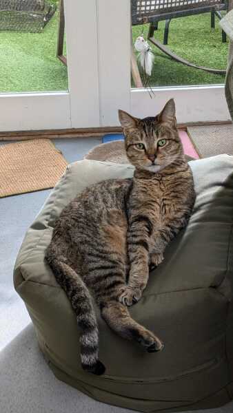 Do neutered boy cats get smellier?
