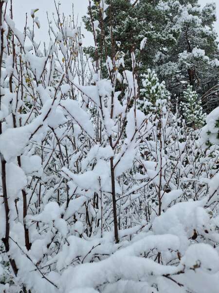 The Autumnal Christmas Chronicles Preamble - Thread 2 further ramblings