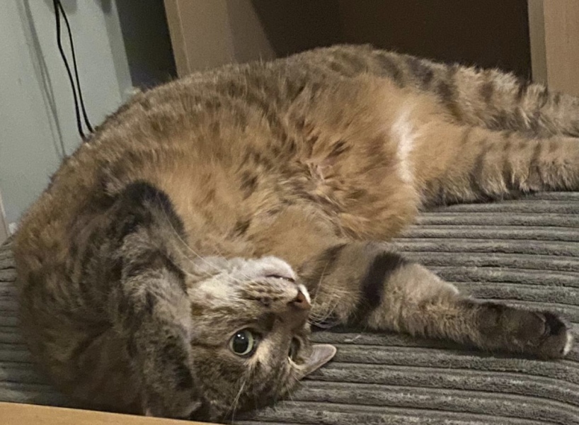 If you could have one actual conversation with your cat what would it be?