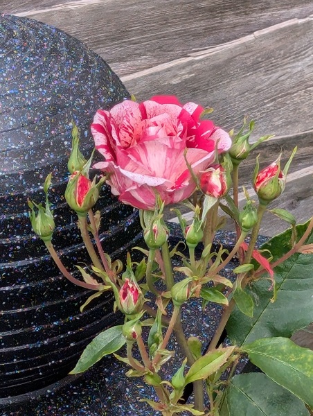 Which roses do you have?