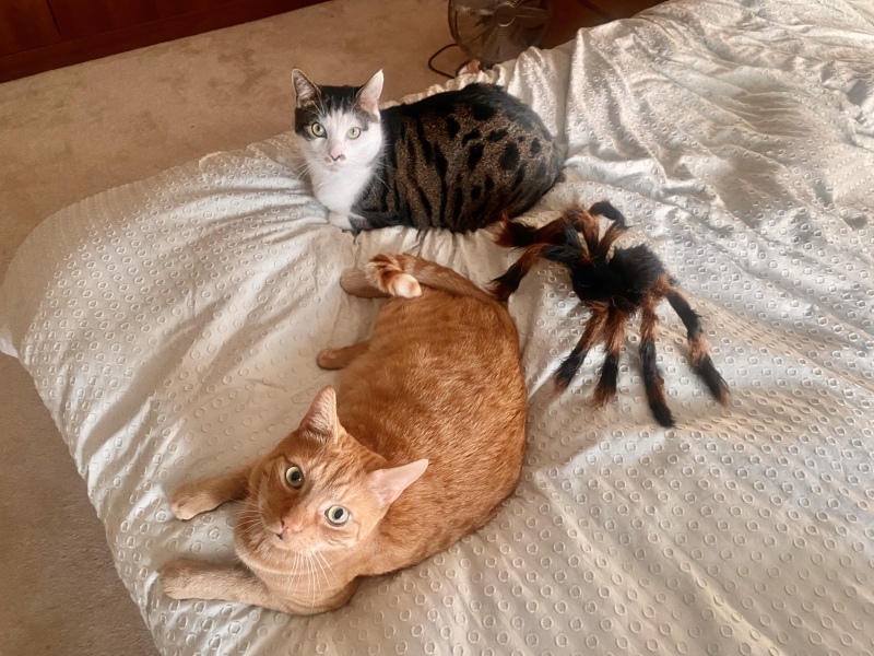 Ginger cat name suggestions please