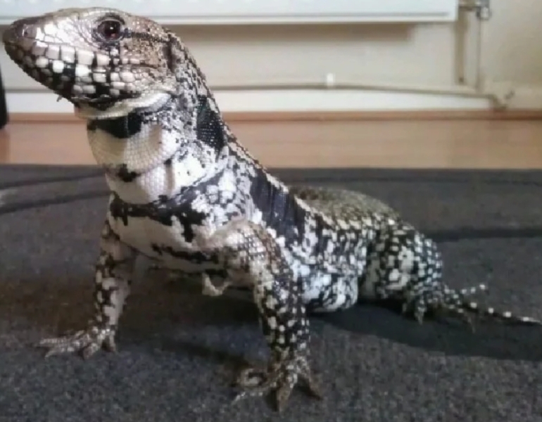 Bluestockings & Orange Wellies: Welcome to the Degu Station!