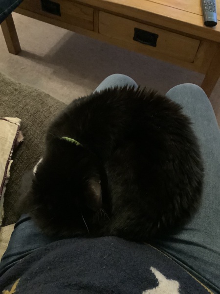 Ageing Cat. Support.