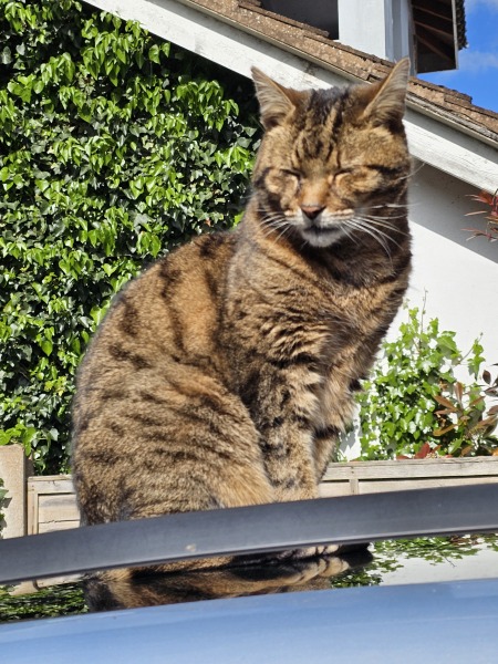 Flounders or Flouncers? The Excellent Cats continue their important debate