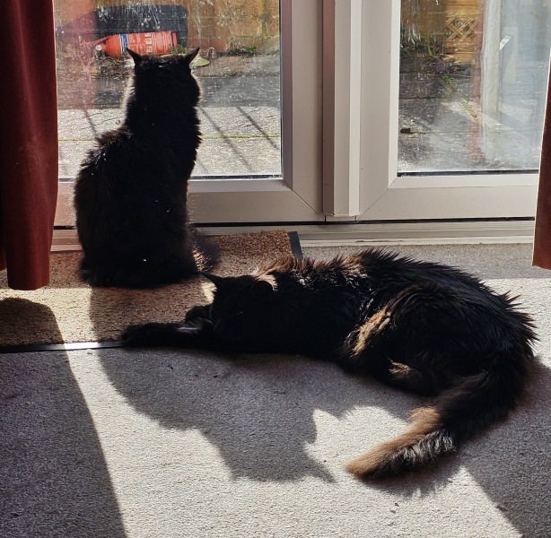 Trick or Cat Treat? The Excellent Cats do Halloween