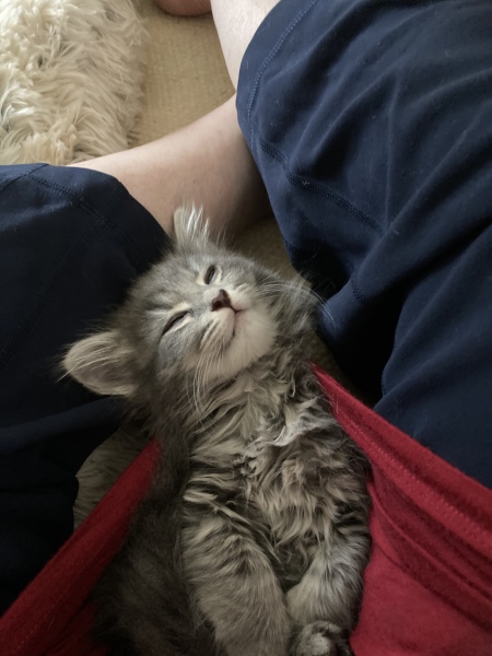 Enter Cat Four
