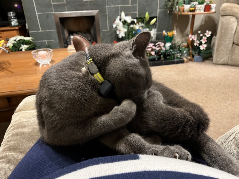 Flounders or Flouncers? The Excellent Cats continue their important debate