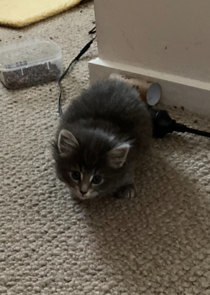 Enter Cat Four