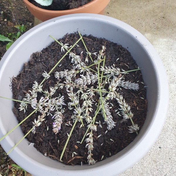 Fed up of cats pooing in my garden. What can I do to deter them?