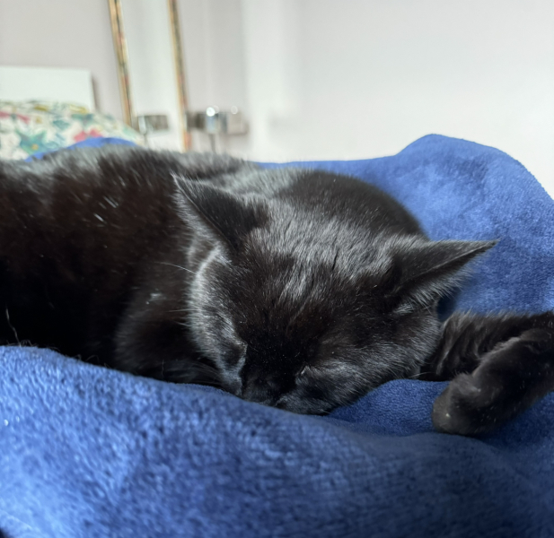 If you could have one actual conversation with your cat what would it be?