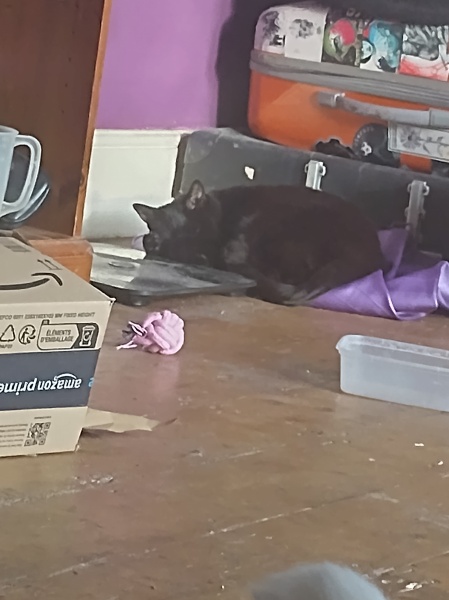 Flounders or Flouncers? The Excellent Cats continue their important debate