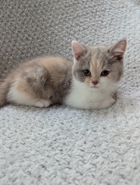 Please help me name my kitten!