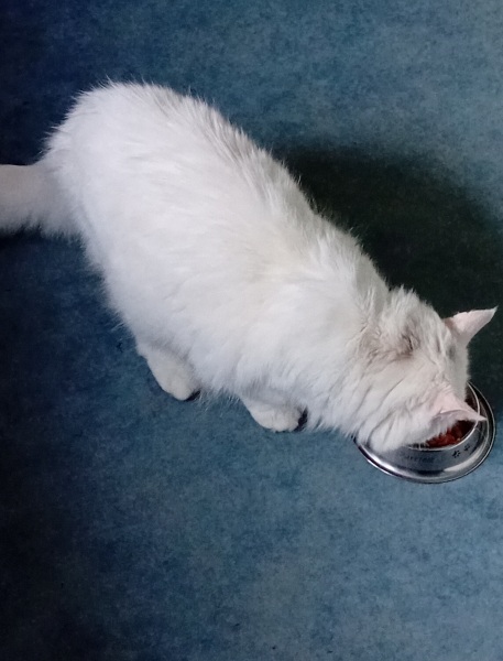 Flounders or Flouncers? The Excellent Cats continue their important debate