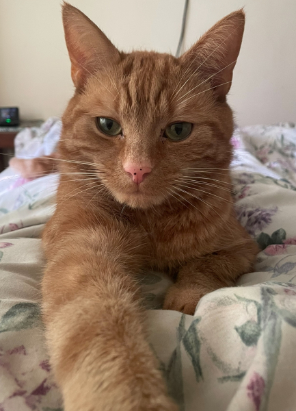 Ginger cat name suggestions please