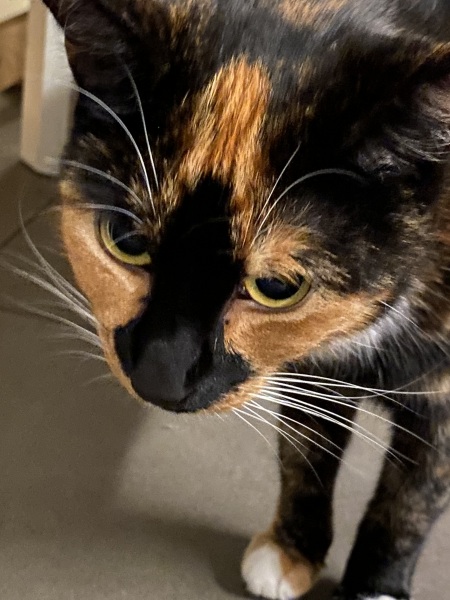 Flounders or Flouncers? The Excellent Cats continue their important debate