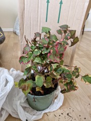 Has anyone bought from Gardening Express?