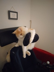 Trick or Cat Treat? The Excellent Cats do Halloween