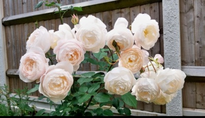 Which roses do you have?
