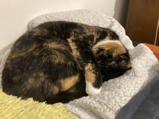 Board for owners of the most beautiful cats