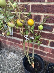Why have my tomatoes gone like this?