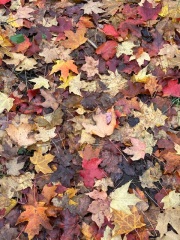 The Autumnal Christmas Chronicles Preamble - Thread 2 further ramblings