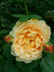 Which roses do you have?