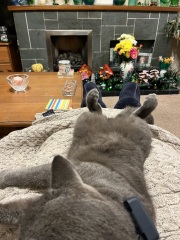 Flounders or Flouncers? The Excellent Cats continue their important debate