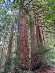 The Autumnal Christmas Chronicles Preamble - Thread 2 further ramblings