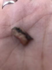 Any idea what this could be...GROSS PIC INCLUDED