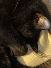 Trick or Cat Treat? The Excellent Cats do Halloween