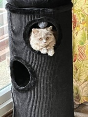 Board for owners of the most beautiful cats