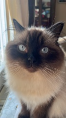 Board for owners of the most beautiful cats