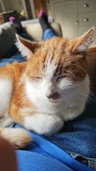 Ageing Cat. Support.