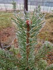The Nigel Slater Christmas Chronicles Readalong 2024