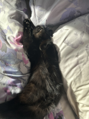 Black cat appreciation (pics please)