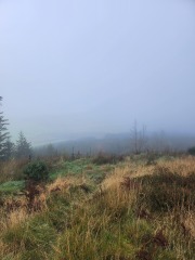 Mounjaro August starters #7