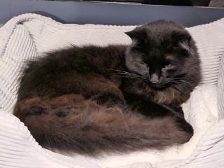 Flounders or Flouncers? The Excellent Cats continue their important debate