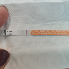 11dpo