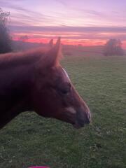 Show us your 2024 foals!
