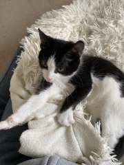 Introducing kittens
