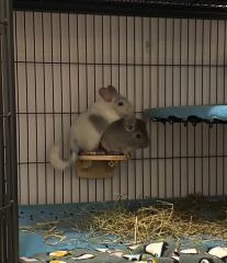 Help! We need names for our two new chins