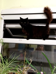 Black cat appreciation (pics please)